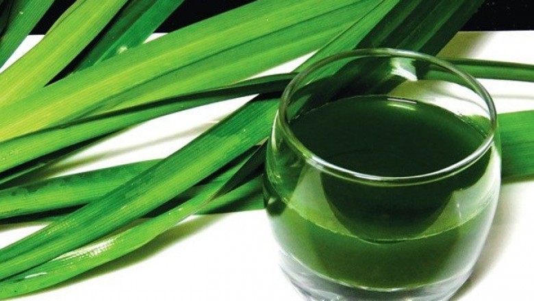 Lá dứa và những bài thuốc dân gian chữa bệnh hiệu quả ít ai biết đến
