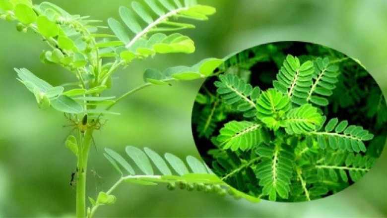 'Thần dược' trị viêm gan,  ngăn ngừa tiểu đường giúp bạn cả đời khỏe mạnh