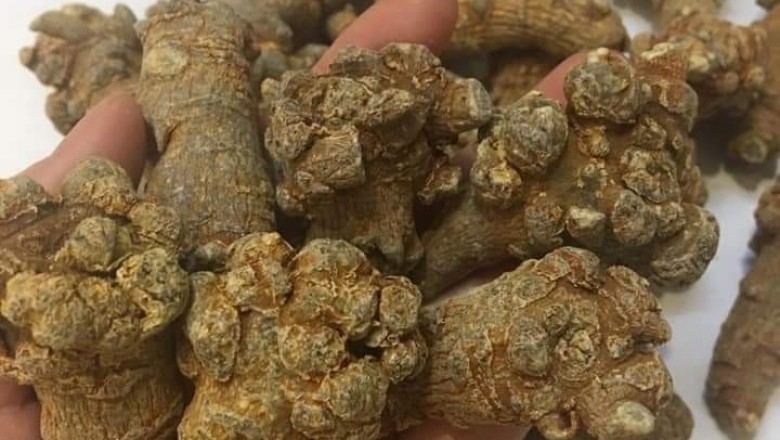 Bài thuốc trị u xơ tuyến tiền liệt
