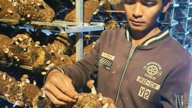 Học làm giàu: Trồng nấm hương giúp nông dân Lạc Dương thoát nghèo