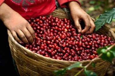 Phát triển thương hiệu cà phê đặc sản để thúc đẩy xuất khẩu sang khu vực Bắc Âu