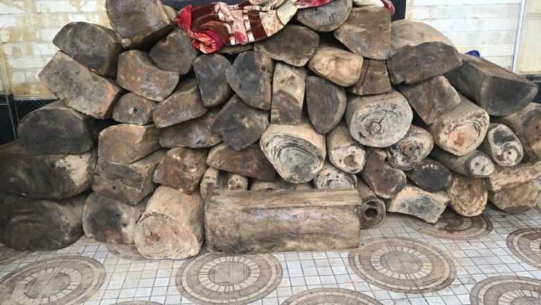 Bí mật chưa thể giải về Cây hoàng đàn rủ, gỗ Ngọc am, lũa ngọc am, tinh dầu ngọc am