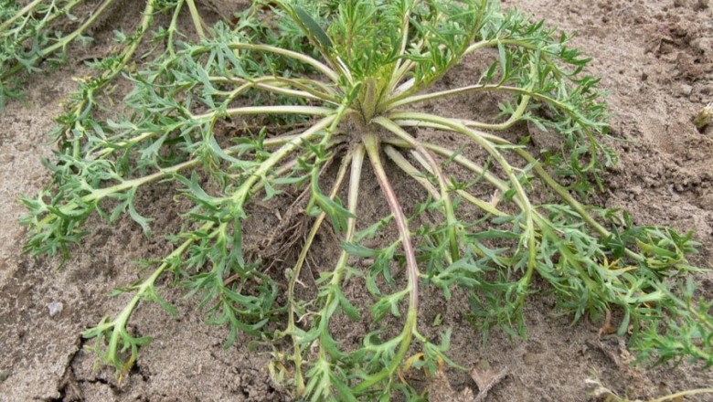 Lepidium Meyenii - Thảo dược dành cho quý bà