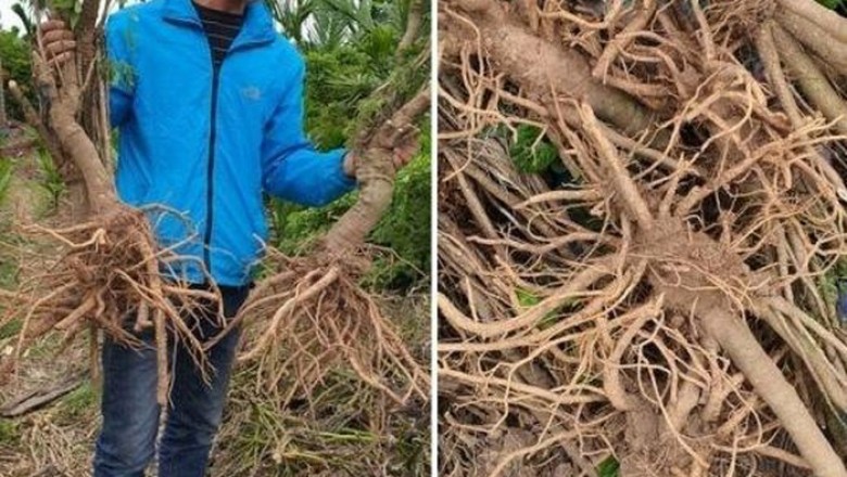 'Nhân sâm' quý hơn vàng thất sủng, rẻ như trà đá, dân dứt ruột nhổ bỏ tại Nam Định