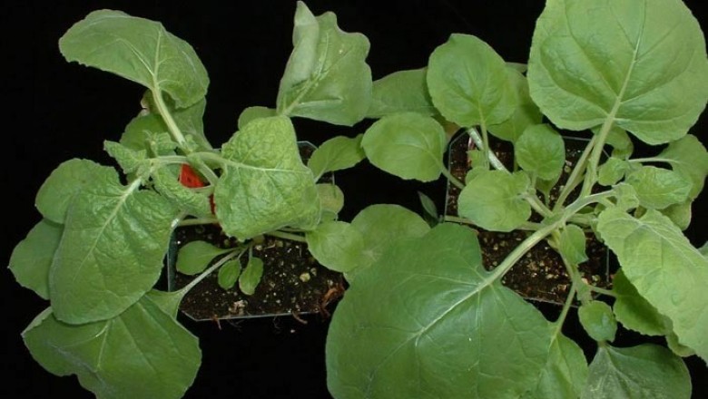Cây thuốc lá - Nicotiana benthamiana