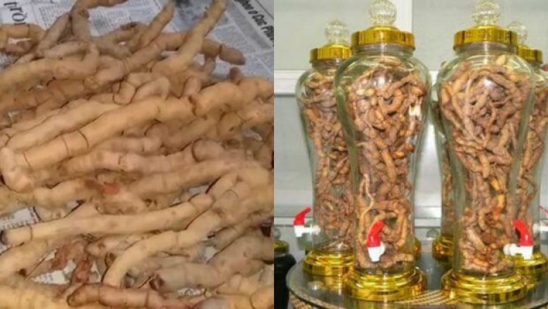 Củ ba kích không gây cương dương 30 giờ liền