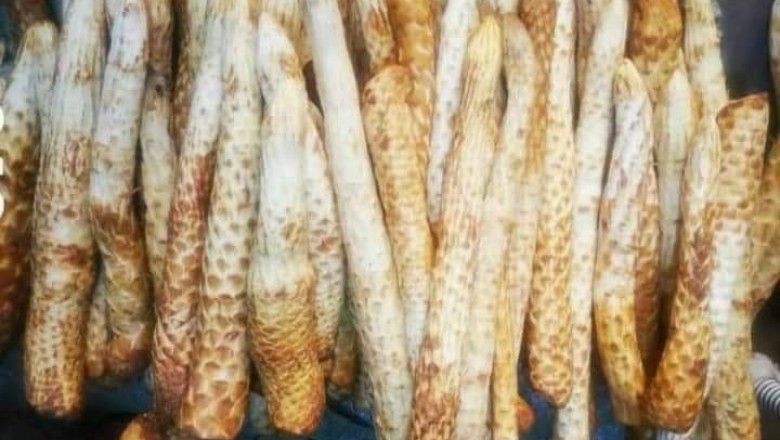 Cây Nhục Thung Dung – Cistanche Deserticola