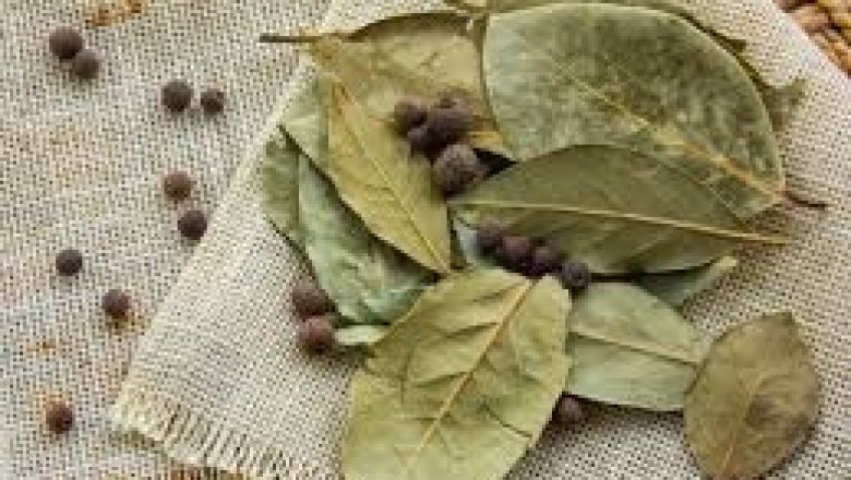 Lá nguyệt quế vừa là gia vị vừa là thảo dược