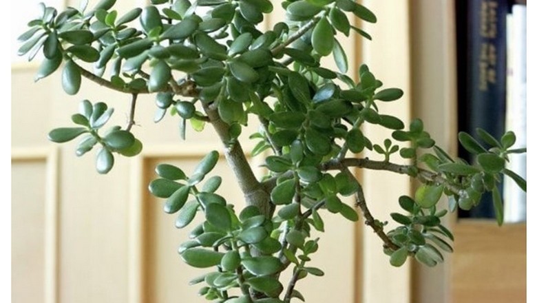 Cây ngọc bích hợp tuổi nào, cây có ý nghĩa gì theo phong thủy
