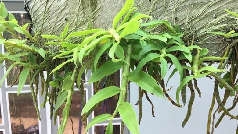Hoa phong lan: Cách trồng và chăm sóc hoa lan hoàng thảo vôi tại nhà