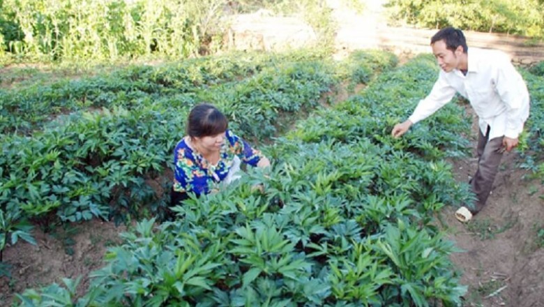 Kỹ thuật trồng cây sâm đương quy Nhật Bản làm thuốc