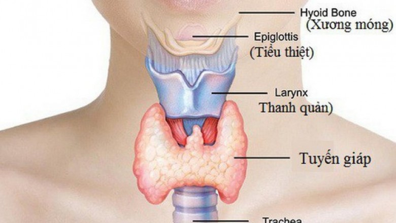 8 nguyên nhân gây ra bệnh về tuyến giáp