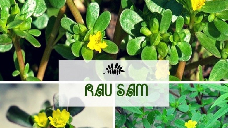 Những lợi ích tuyệt vời của rau sam với sức khỏe mà ít ai biến đến