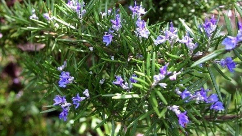 Cây hương thảo: Công dụng, tác dụng, cách dùng chữa bệnh