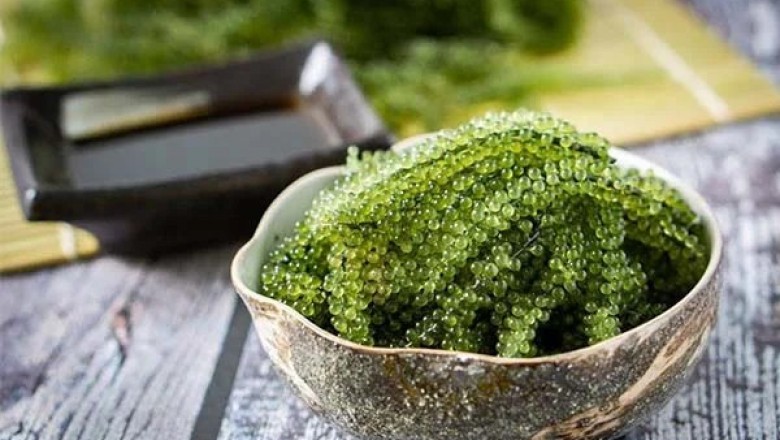 Rong nho - siêu thực phẩm phòng chống ung thư tự nhiên bạn không nên bỏ qua