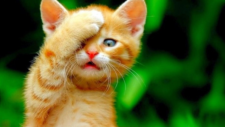 Tuổi mèo, tuổi mão vận mệnh năm 2021 có gì mới?