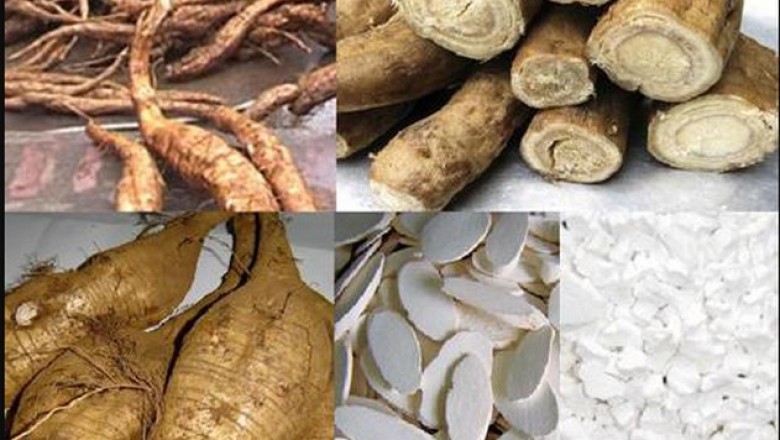 Sắn dây - Vị thuốc giải ngộ độc rượu, chữa phiền khát, đại tiện ra máu
