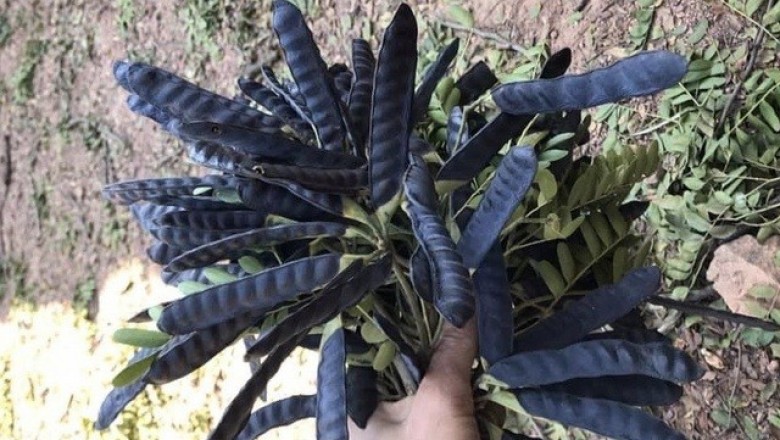 Tác dụng chữa bệnh của quả bồ kết, gai bồ kết