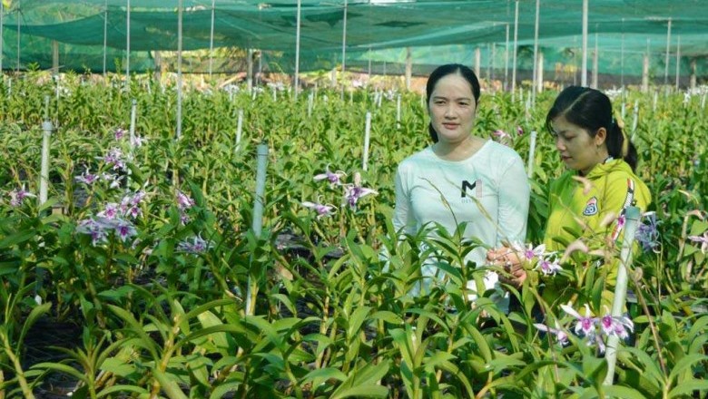Thôn nữ Long An xinh như hotgirl trồng phong lan 200.000 chậu với 100 loài hoa, mỗi năm lời 2 tỷ đồng