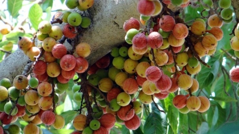 Khám phá tác dụng trị bệnh và phòng chống ung thư tuyệt vời từ quả sung