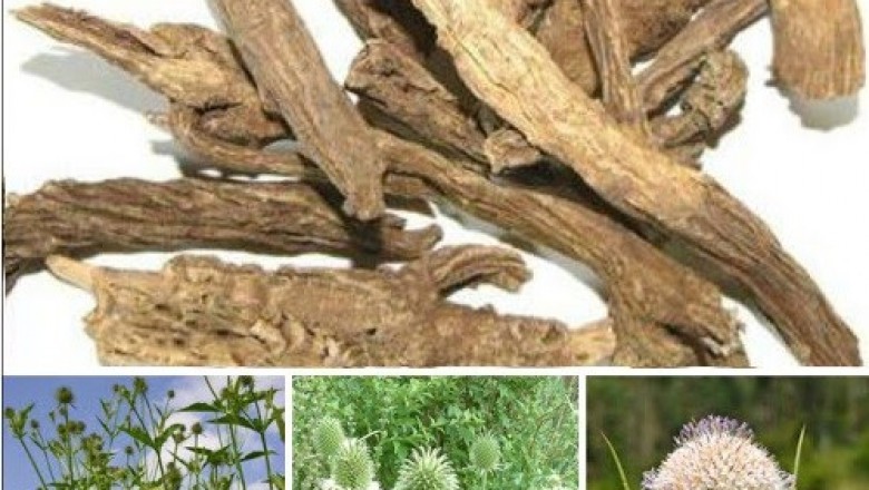 Tục đoạn chữa đau lưng mỏi gối