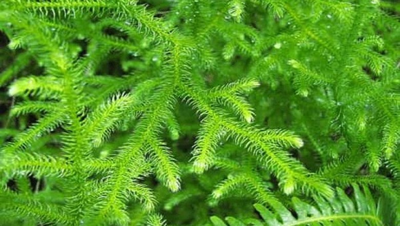 Thông đất hỗ trợ điều trị bệnh teo não