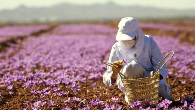 Saffron được quảng cáo gần như 'thần dược trị bá bệnh', Nhụy hoa nghệ tây rất nguy hiểm với những đối tượng này