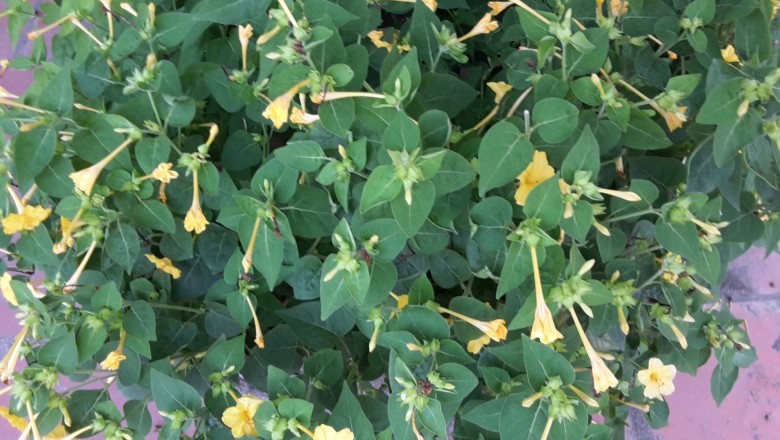 Thanh Trì dành 5 tỷ đồng/năm hỗ trợ phát triển nông nghiệp