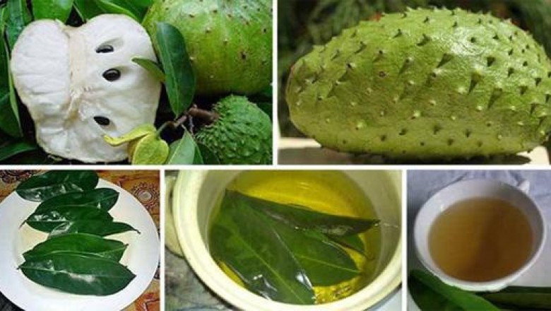 Công dụng chữa bệnh của lá mãng cầu xiêm