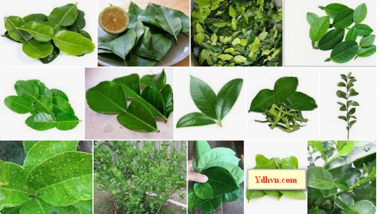 Lá chanh có tác dụng gì, cách sử dụng lá chanh thế nào?