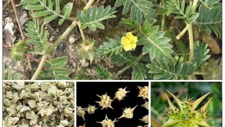 Bạch tật lê chữa nhức đầu, mắt đỏ