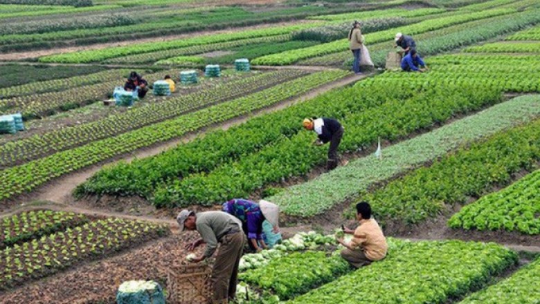 Người nước ngoài có được mua đất nông nghiệp tại Việt Nam?