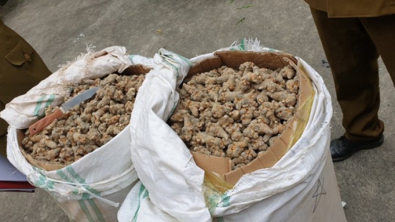 Nguy cơ từ Tam thất củ không rõ nguồn gốc, kém chất lượng