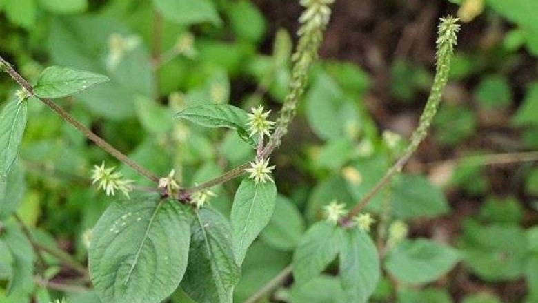 Một số phương thuốc cổ truyền có vị ngưu tất