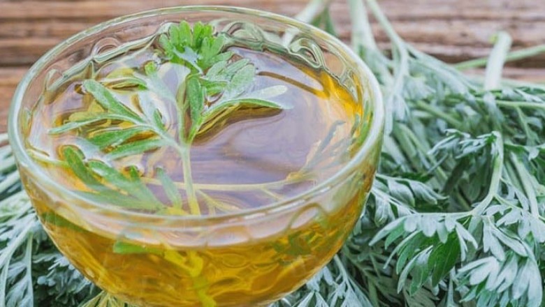 Rau ngải cứu - thảo dược quý trong Đông y