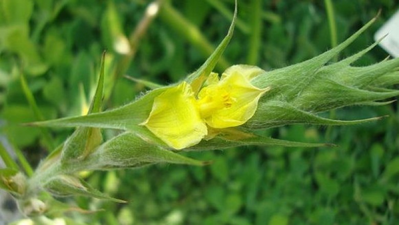 Bài thuốc trị bệnh ngoài da từ cỏ đuôi lươn