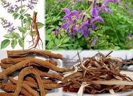 Những cây thuốc trị bệnh tim mạch