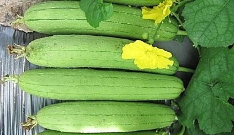 Những công dụng chữa bệnh 'thần kỳ' của quả mướp mà ít ai biết đến