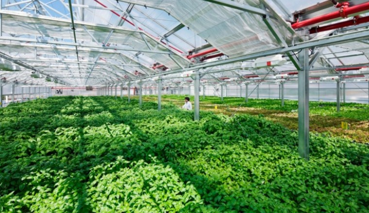 Ngày càng nhiều doanh nghiệp tâm huyết với nông nghiệp sạch