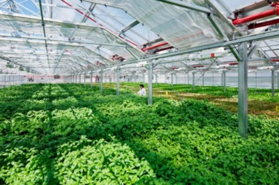 Ngày càng nhiều doanh nghiệp tâm huyết với nông nghiệp sạch