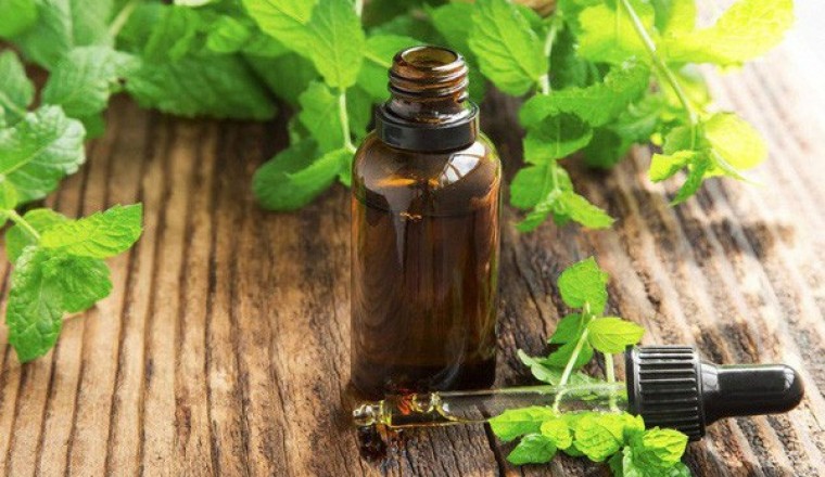 Những công dụng chữa hiệu quả từ tinh dầu bạc hà