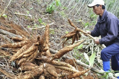 Loại nông sản gì bất ngờ được Trung Quốc tăng tốc thu mua, khối lượng xuất khẩu tăng đột biến