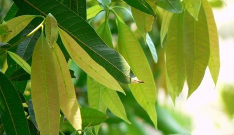 Bài thuốc điều trị tiểu đường, sỏi thận cực hiệu quả từ lá xoài
