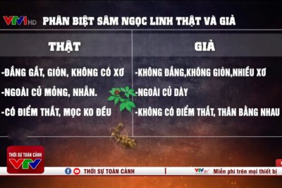 Phân biệt sâm ngọc linh thật và giả người mua đa phần hàng giả