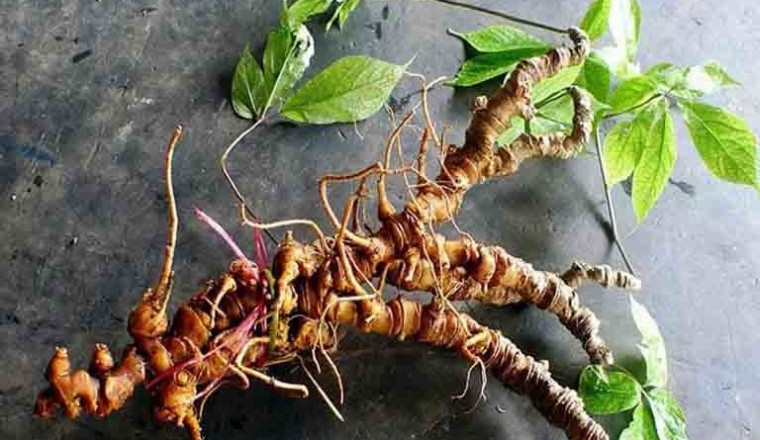 Rượu Sâm Ngọc Linh có công dụng gì?