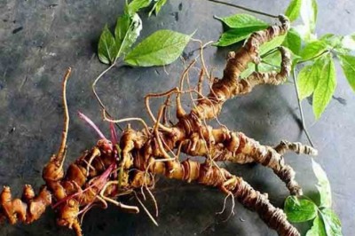Rượu Sâm Ngọc Linh có công dụng gì?