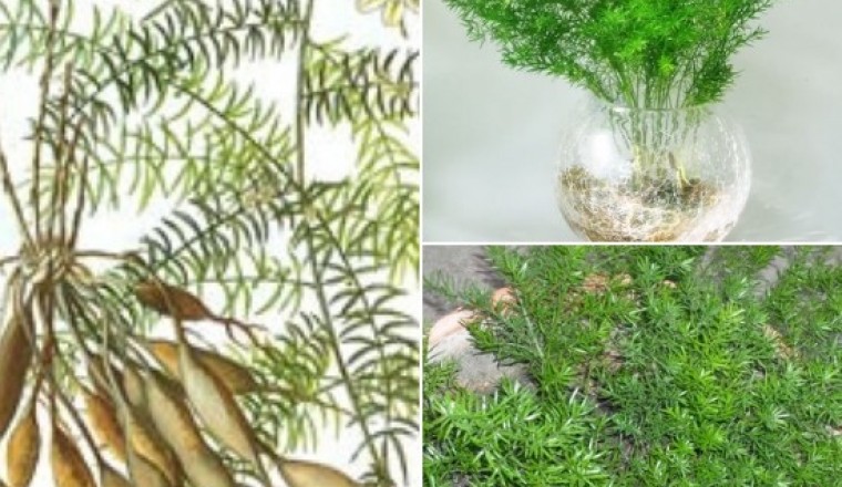 Công dụng và bài thuốc từ cây thiên môn