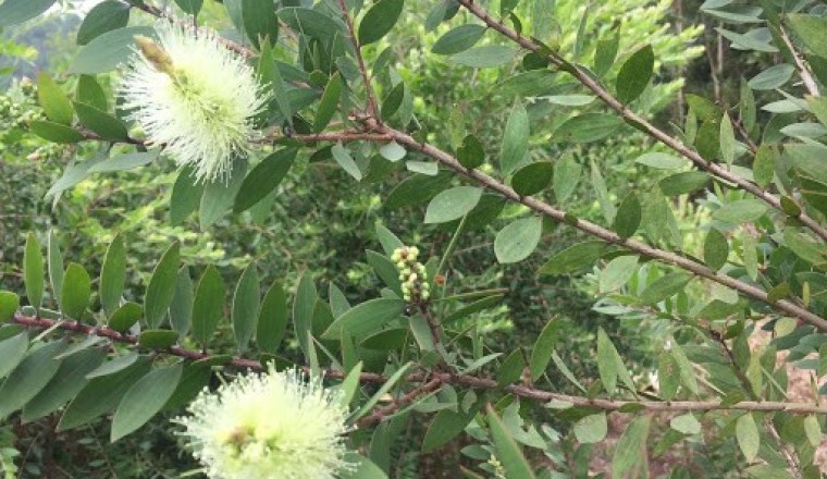 Tinh dầu sát khuẩn, giải cảm, giảm đau