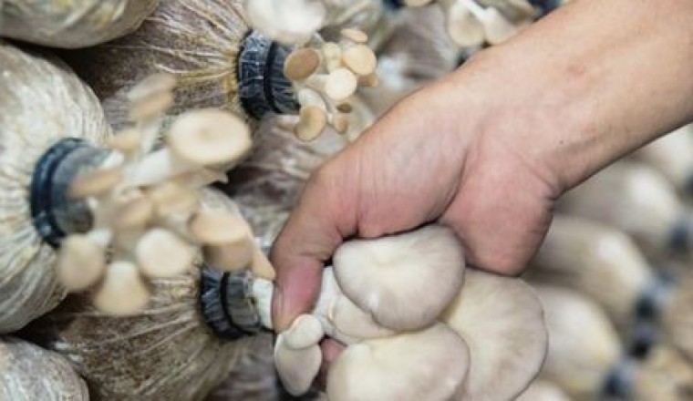 Trồng nấm cho hiệu quả kinh tế cao