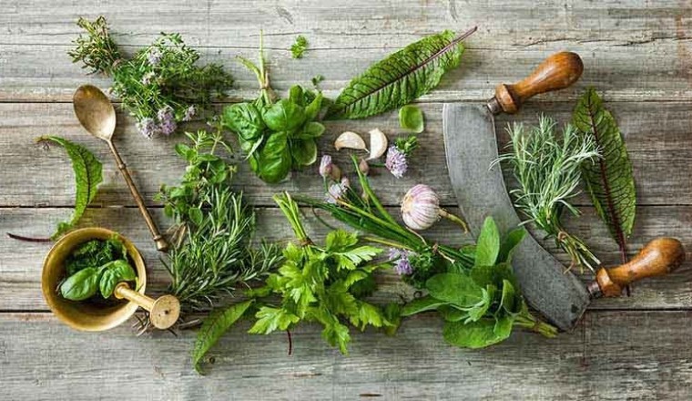 Những bài thuốc nam hỗ trợ chữa viêm dạ dày hiệu quả